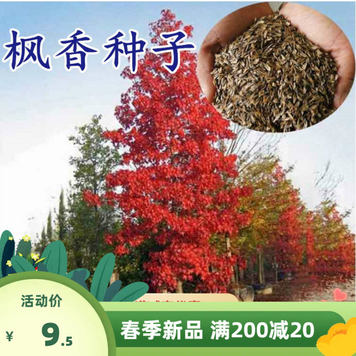 当年新采枫香种籽子公园工厂庭院造景园林绿化林木行道树种植四季