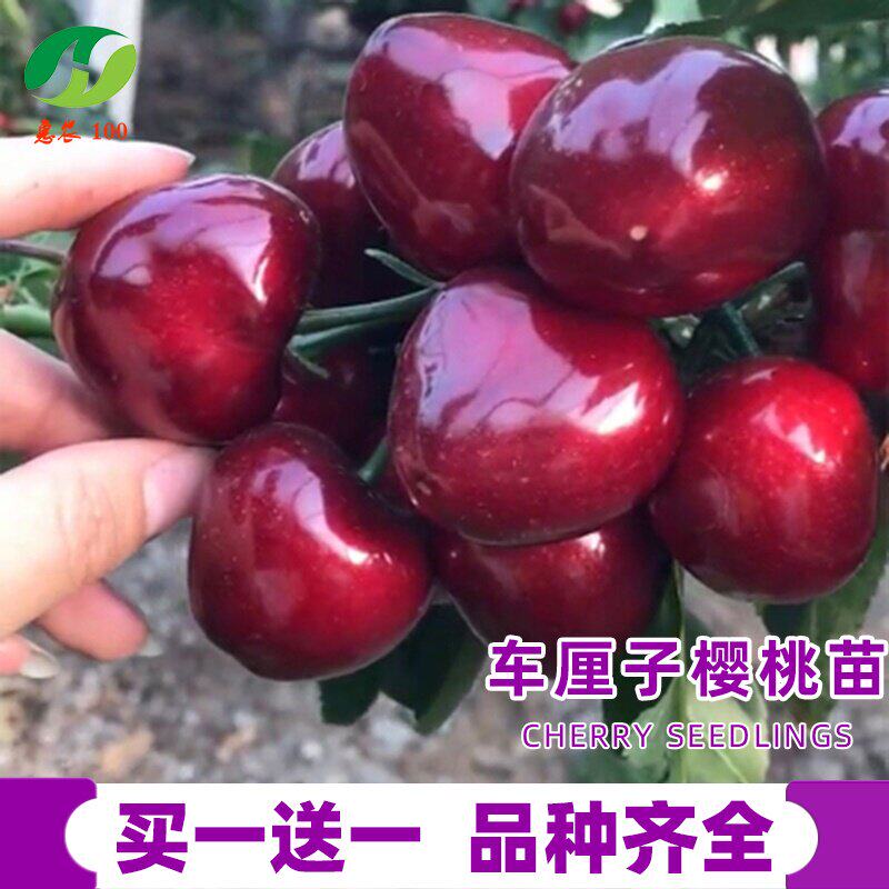 樱桃树方车厘子特大樱桃年苗南方北苖庭院种植盆栽地栽当树结果苗
