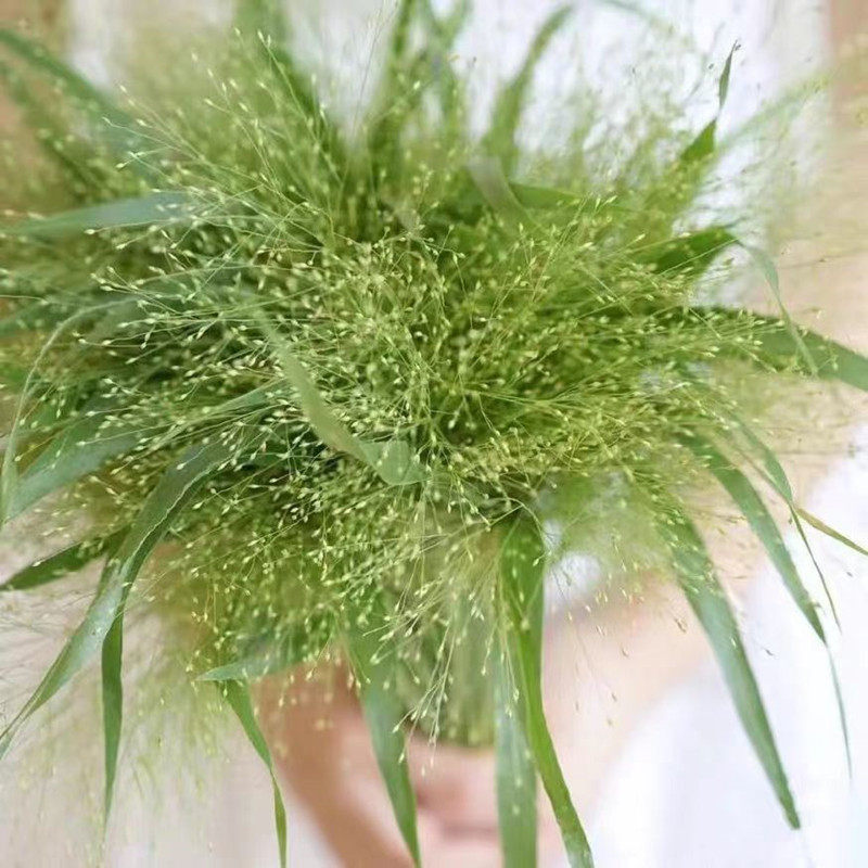 喷泉草种子烟花草植物四季家庭阳台盆栽花卉香草多年生草本植物籽