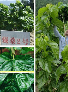 桑树种子 蛋白桑饲料桑大叶桑蚕种子 桑12号14号茶桑树杂交桑种子