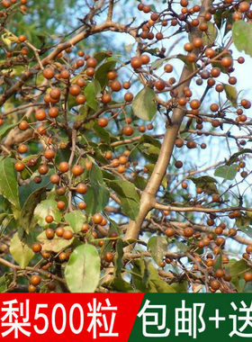 出售新采林木树种子 杜梨种子 杜梨树棠梨土梨海棠梨野梨子种子