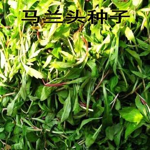 野生马兰头种子食用野菜四季播种易种鸡儿菜马兰菜籽蔬菜种子包邮