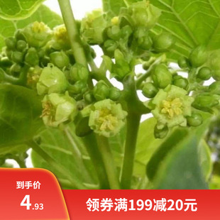 麻疯树种子苗木种子麻风树种子 桐油树种子能源树柴油树 林木种子