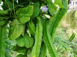 新四棱豆种子 帝王豆种子 四角豆种子 龙豆种子四季种植包邮