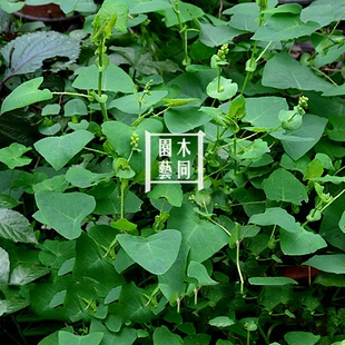 中草药材扛板归种子 犁头刺三角酸藤种子 阳台盆栽耐热植物耐寒
