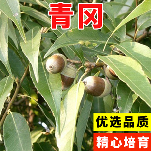 新采青冈栎种子 青冈树种子 紫心木种子 气象树种子 槲栎种子