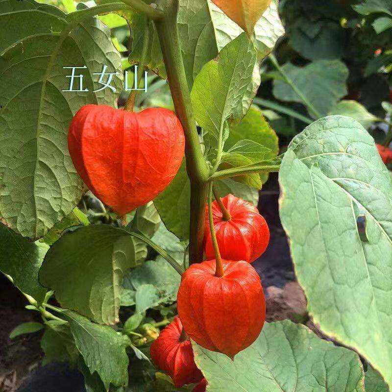 野生红姑娘果种子锦灯笼苦山菇娘酸浆红苦菇娘姑娘谷古鸟灯笼果籽