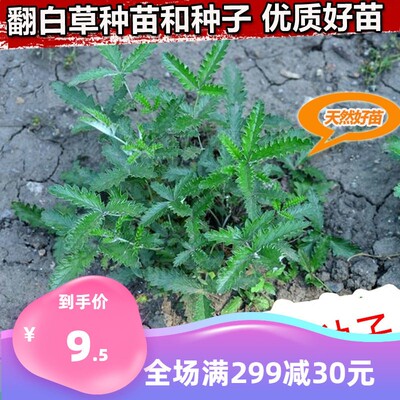 材翻白草种子种苗 叶下白鸡腿根鸡拔腿新采摘翻白草种籽