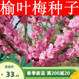 新采榆叶梅种子大红花重瓣梅花 榆梅小桃红 榆叶鸾枝树种子红梅籽