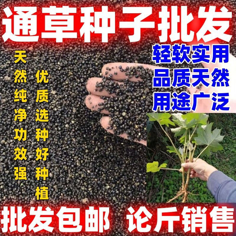 中草药材通草根木通树大通草种子图片