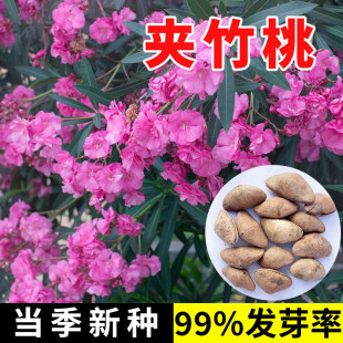 夹竹桃庭院花卉植物除蟑螂花树种子室外盆栽大小四季常青工程绿化