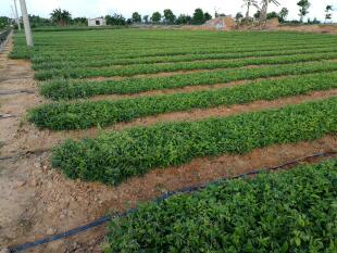 岗梅种子 点称星种子 称星树苗种子 山梅根苗假青梅苗 天星木种