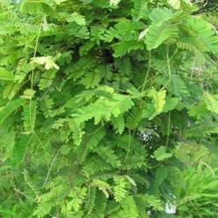 新采收鸡骨草种子 毛鸡骨草种子 中草草药材种子包邮