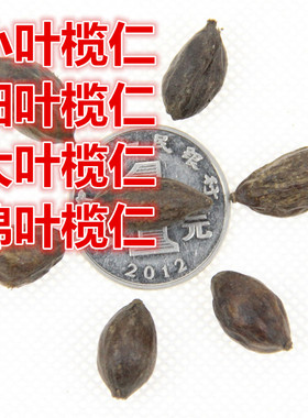 新采小叶榄仁种子 大叶榄仁 细叶榄仁 锦叶榄仁绿化行道苗木