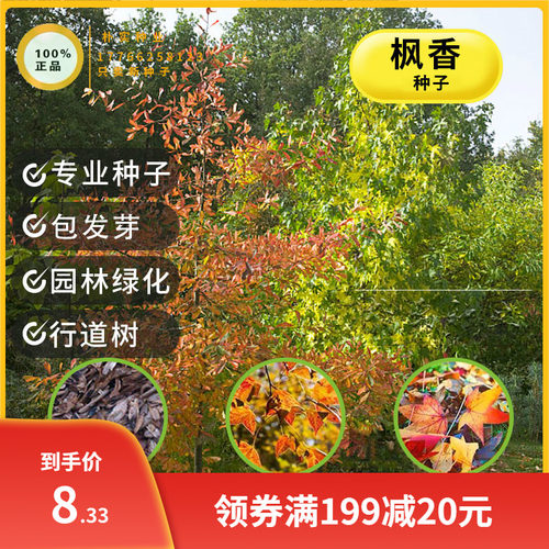 美国北美枫香树种子枫香种子风景树苗行道树园林绿化苗木林木种子