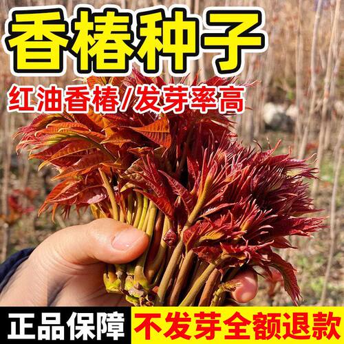 香椿籽种籽红油四季香椿树苗芽种孑水培种植树种嫩芽四川云南香椿