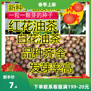 油茶种子 大果红花油茶种子 白花油茶 茶花山茶 茶树种子油茶树籽