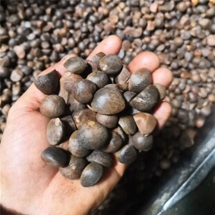 红花油茶种子山茶籽新种子新白花油茶籽自榨茶树籽油茶子带壳油料