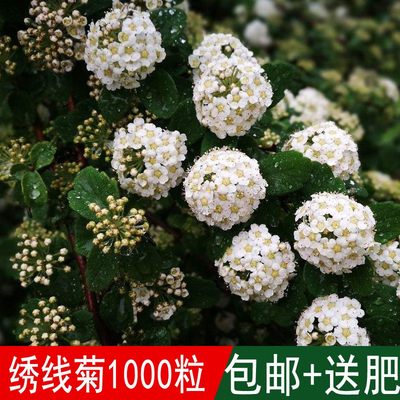 绣线菊种子抗旱抗寒花卉景观易播易种绿植庭院花海珍珠梅种籽包邮