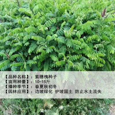 护坡灌木种子胡枝子紫穗槐种子多花木兰荆条猪屎豆刺槐银合欢