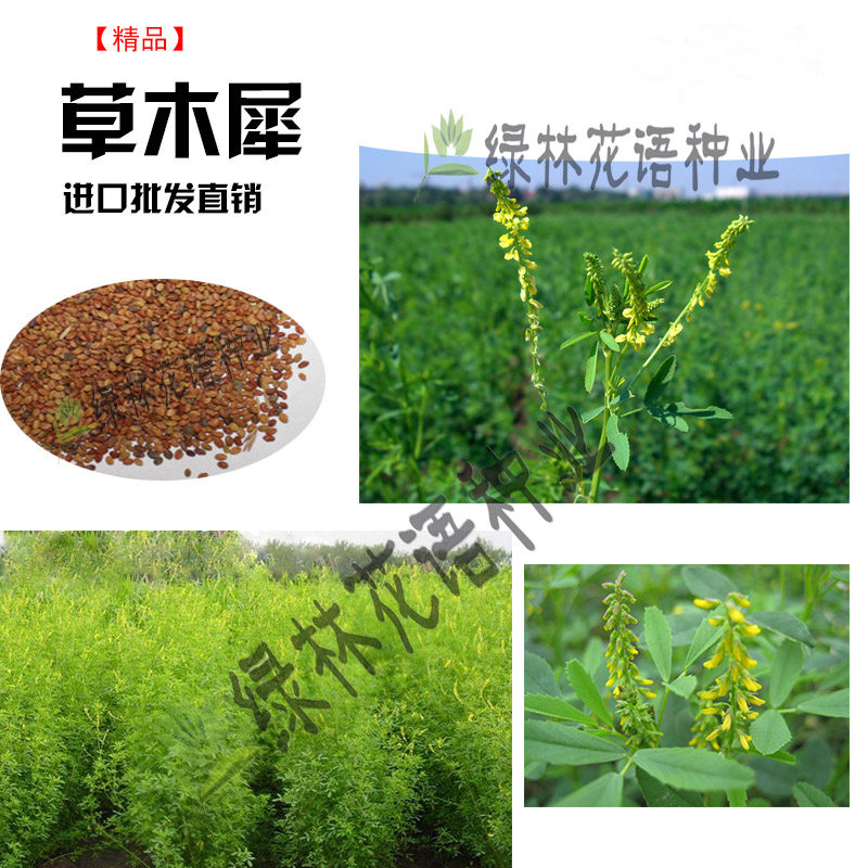 草木犀种子绿肥黄花苜蓿草木樨夏季耐旱耐热护坡蜜源植物四季牧草