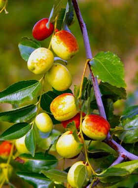 酸枣种子食用药用保健野枣枣树种籽山枣角针硬枣大红枣种籽酸枣仁
