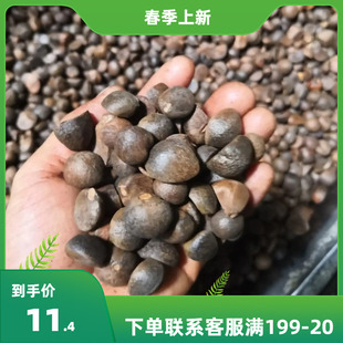油茶种子山茶籽新种子新果实油茶籽自榨茶树籽油茶子仁带壳油料