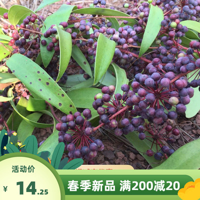 药材种子野生土茯苓种子 土茯苓苗盆栽地栽 红土苓硬饭头茯苓种籽