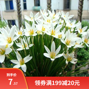 葱兰韭兰风雨兰花苗绿植物盆栽花卉室内观花植物庭院阳台当年开花