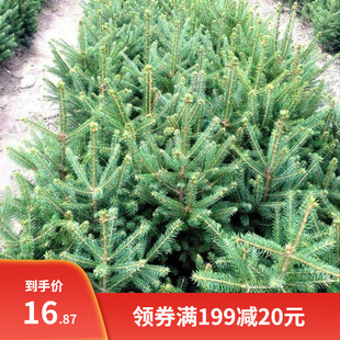 云杉种子新采杉木种子云杉树苗种子茂县云杉杉树种子绿化树木包邮