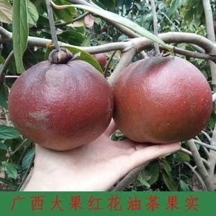 新采野生油茶种子山茶籽早春白花红花油茶树种子榨油洗头带壳茶籽