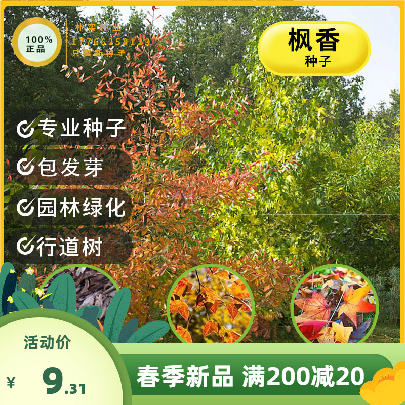 美国北美枫香树种子枫香种子风景树苗行道树园林绿化苗木林木种子