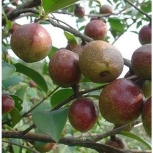 杂交油茶树籽 高产油茶树种子 山茶花种子 大果红花 白花油茶种子