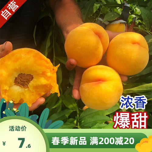 黄桃树苖嫁接新品种树苗桃栽南方北方种植锦绣大盆树树苗果活果苗