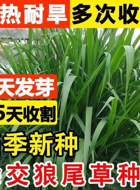 高产杂交狼尾草牧草种子 观赏狼尾草 绿化护坡狗尾草优质草籽