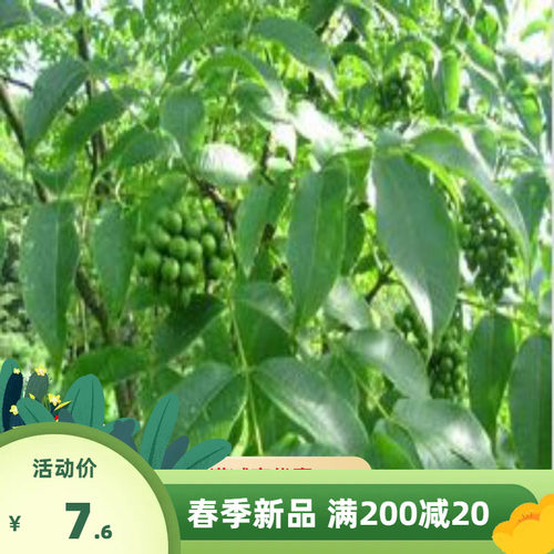 新采黄柏种子 黄檗 元柏 檗木黄菠萝 川黄柏籽行道林木苗木树种子