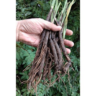 贵州草药农产品仙茅参种子材独脚仙矛地棕苗独茅根先矛仙毛籽