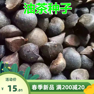 油茶种子 大果红花油茶种子 白花油茶 茶花山茶 茶树种子油茶树籽