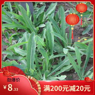 黄花败酱草种子南败酱草苦益菜种籽 苣荬菜苦菜子苦菜苦麻菜种子