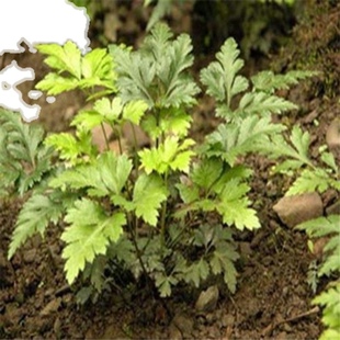 中药材黄连种子 黄连苗子 黄莲种子 鸡爪川 黄连种子新种子 包邮