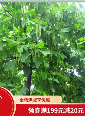 梓树种子 花楸 水桐 河楸 黄金树 臭槐树 梓实 梓白皮 辛树种子