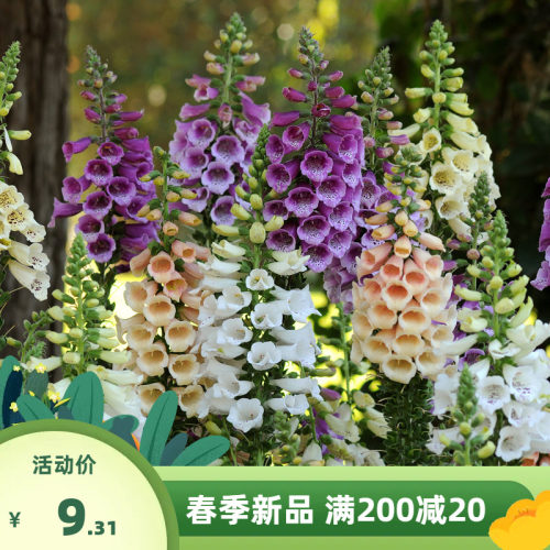 毛地黄种子四季易种室内阳台绿植盆栽庭院花海花籽洋地黄花种子