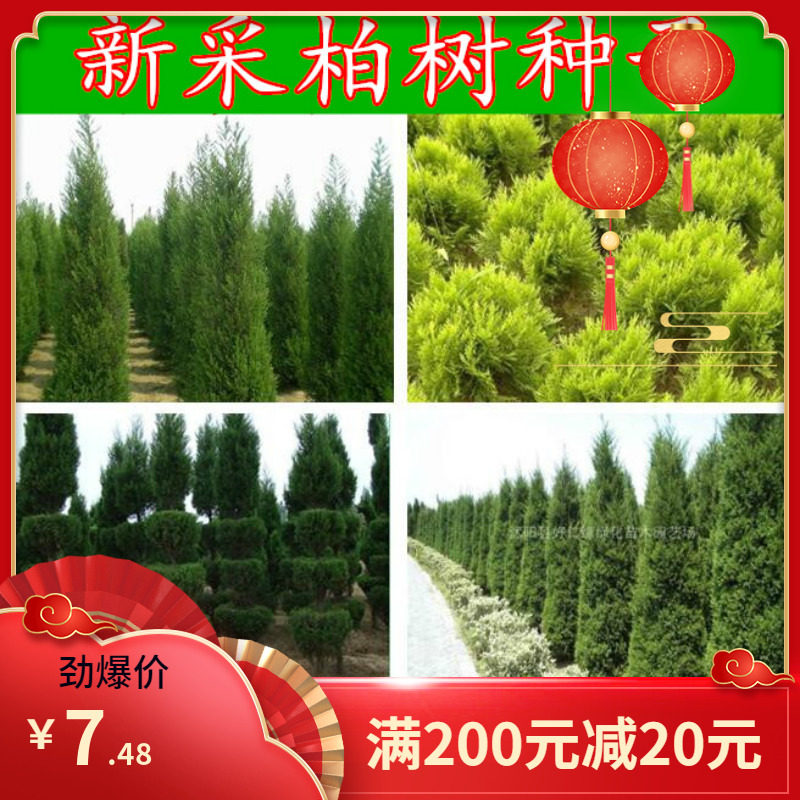 柏树种子塔柏种子侧柏种子桧柏龙柏种子墓地松柏种子圆柏洒金柏籽