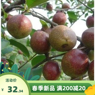 杂交油茶树籽 高产油茶树种子 山茶花种子 大果红花 白花油茶种子