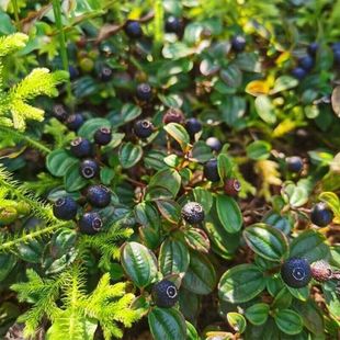 地稔果种子野果地茄子地菍果中草药材野生药用植物地念草根种籽