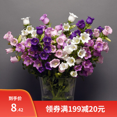 风铃草种子室外庭院花种子花卉花种子鲜花花种籽子四季易活花籽