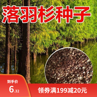 落羽杉树木种子落羽松树水生池塘浅水杉树种子包邮