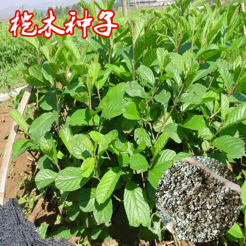 林木江南桤木种子 青木树 水青风 桤蒿种子 水冬瓜旱冬瓜种子