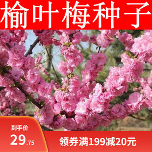 新采榆叶梅种子大红花重瓣梅花 榆梅小桃红 榆叶鸾枝树种子红梅籽
