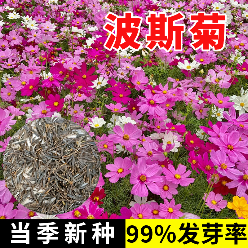 波斯菊花种子花种籽子野花组合四季播种开花格桑花花籽太阳花种孑